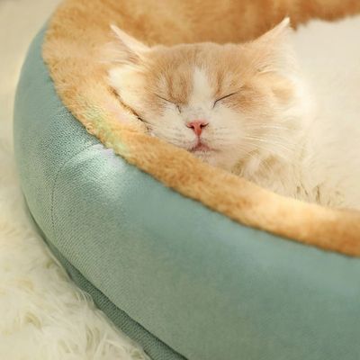 coussin-chat-securite