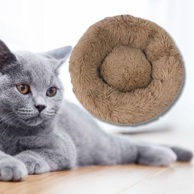 coussin-pour-chat-couleur-brun-un-chat-regarde-coussin