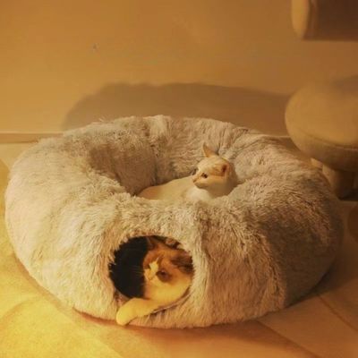 deux-chats-dans-et-sur-tunnel-pour-chat-soir
