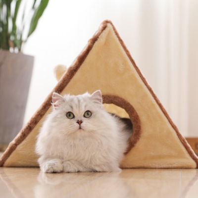maison-pour-les-chats-variante-marron-avec-chat-dedans