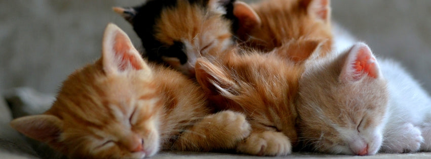 Guilde des chats chats heureux en train de dormir