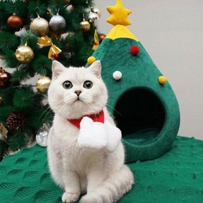 chat blanc à côté maisonnette chats nolito design arbre noel