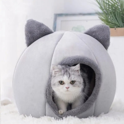 chat sortant de niche pour chaton comory